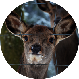 Farm Fence | Deer Fence | Kelowna Chainlink Fences & Gates