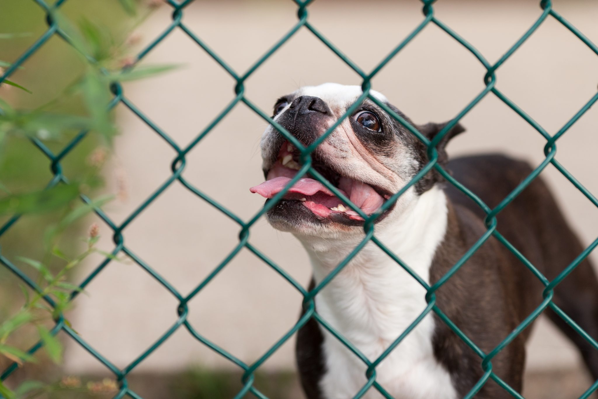 Chain link fence top cage